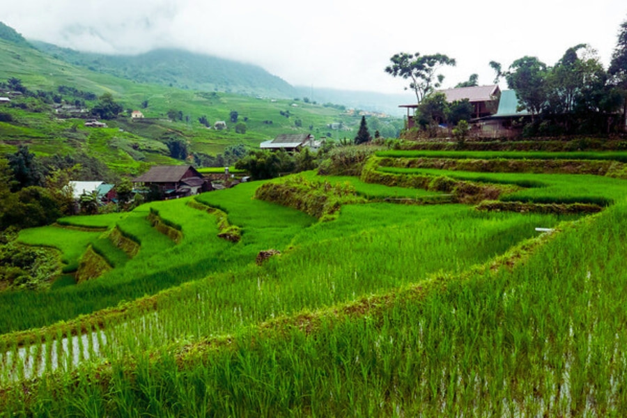 Lush green rice terraces in Sapa Vietnam with mountain village scenery